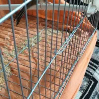 قناری فر ماده اماده