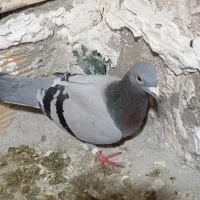 کفتر سبز پلاکی ماده