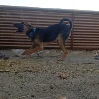 واگذاری سگ|سگ|خمینیشهر, |دیوار