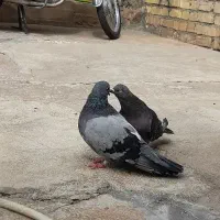 کبوتر پر عتیقه
