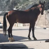 اسب عرب