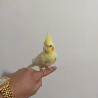 عروس هلندی دستی|پرنده|تاکستان, |دیوار