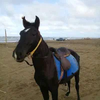 نریون سواری اروم