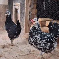 نیمچه مرغ خروس و مرغ گلین فول