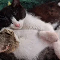 واگذاری سرپرستی گربه