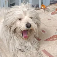 سگ پاپی شناسنامه دار .واکسن زده