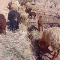 میش داشتی|حیوانات مزرعه|اسفراین, |دیوار