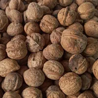 گردوی سوزنی