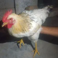 خروس محلی