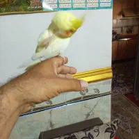 دو عدد عروس هلندی به قیمت دو میلیون تومان|پرنده|ایرانشهر, |دیوار