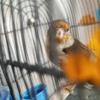 سهره قناری نر دستی