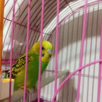 مرغ عشق نر|پرنده|مهاباد (آذربایجان غربی), |دیوار