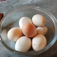 تخم مرغ برهما لاری کوشین ریشی