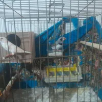 فنچ لپ سیاه