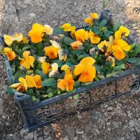 فروش عمده گل های فصلی ( بنفشه/ همیشه بهار/ قلم فور|خدمات باغبانی و درختکاری|پاکدشت, پاکدشت (مامازند)|دیوار