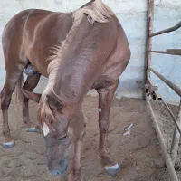 اسب نر|اسب و تجهیزات اسب‌سواری|شوش, |دیوار