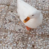 اردک تخم گذار