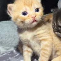 گربه بریتیش و اسکاتیش|گربه|گنبد کاووس, |دیوار