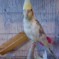 عروس هلندی دوکت لوتینو با تخم وجوجه|پرنده|مشهد, شهرک مهرگان|دیوار