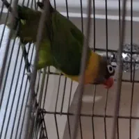 طوطی کوتوله یقه زرد ماده|پرنده|شیراز, هفت تنان|دیوار