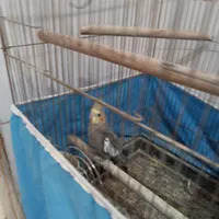 عروس مولد|پرنده|اراک, |دیوار