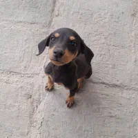 واگذاری دوبرمن مشکی ماده|سگ|تهران, تهرانپارس غربی|دیوار