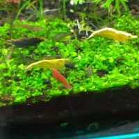 فروش میگو زینتی