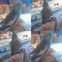 عروس هلندی گم شده