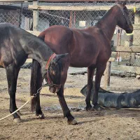 اسب نریون کهر