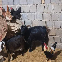 بز کهر|حیوانات مزرعه|شیراز, گویم|دیوار