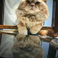 گربه پرشین نر