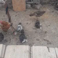 اوردک شوروی