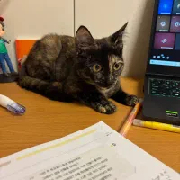 گربه کالیکو|گربه|بندر انزلی, پاسداران|دیوار