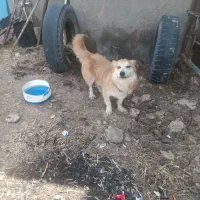 سگ پاکوتاه