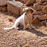 سگ‌های باهوش