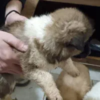 توله شیتزو|سگ|تهران, نازی‌آباد|دیوار