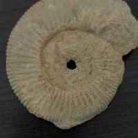 فسیل
