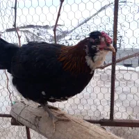 مرغ گلین کرچ|حیوانات مزرعه|پاوه, |دیوار