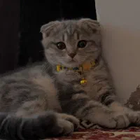 فروش گربه بریتیش