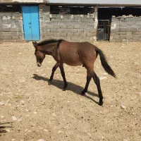 مادیون  با کره قاطر|اسب و تجهیزات اسب‌سواری|لیکک, |دیوار