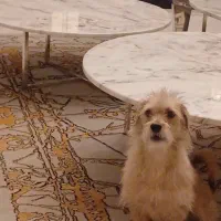 سگ گم شده.|سگ|تهران, الهیه|دیوار