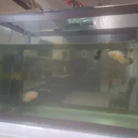 سلام آکواریوم فروشی