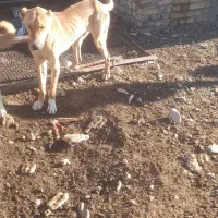 سگ نر|سگ|سردرود, |دیوار