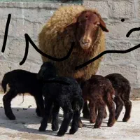 گوسفند قیمت مناسب
