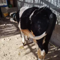 گوساله جوان وسالم|حیوانات مزرعه|سرپل ذهاب, |دیوار