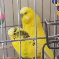 مرغ عشق انگلیسی یک جفت و یک ماده|پرنده|هشتگرد, فاز ۳ مهستان|دیوار