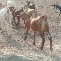 تعداد 80عدد بز  برای فروش