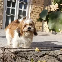 واگذاری سگ شیتزو|سگ|مرودشت, استادیوم‎|دیوار