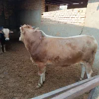 ۲راس گوساله چاقسرکداراجری|حیوانات مزرعه|پیشوا, |دیوار