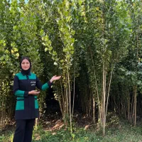 رشد سریع و شگفت انگیز درخت سنوبر
